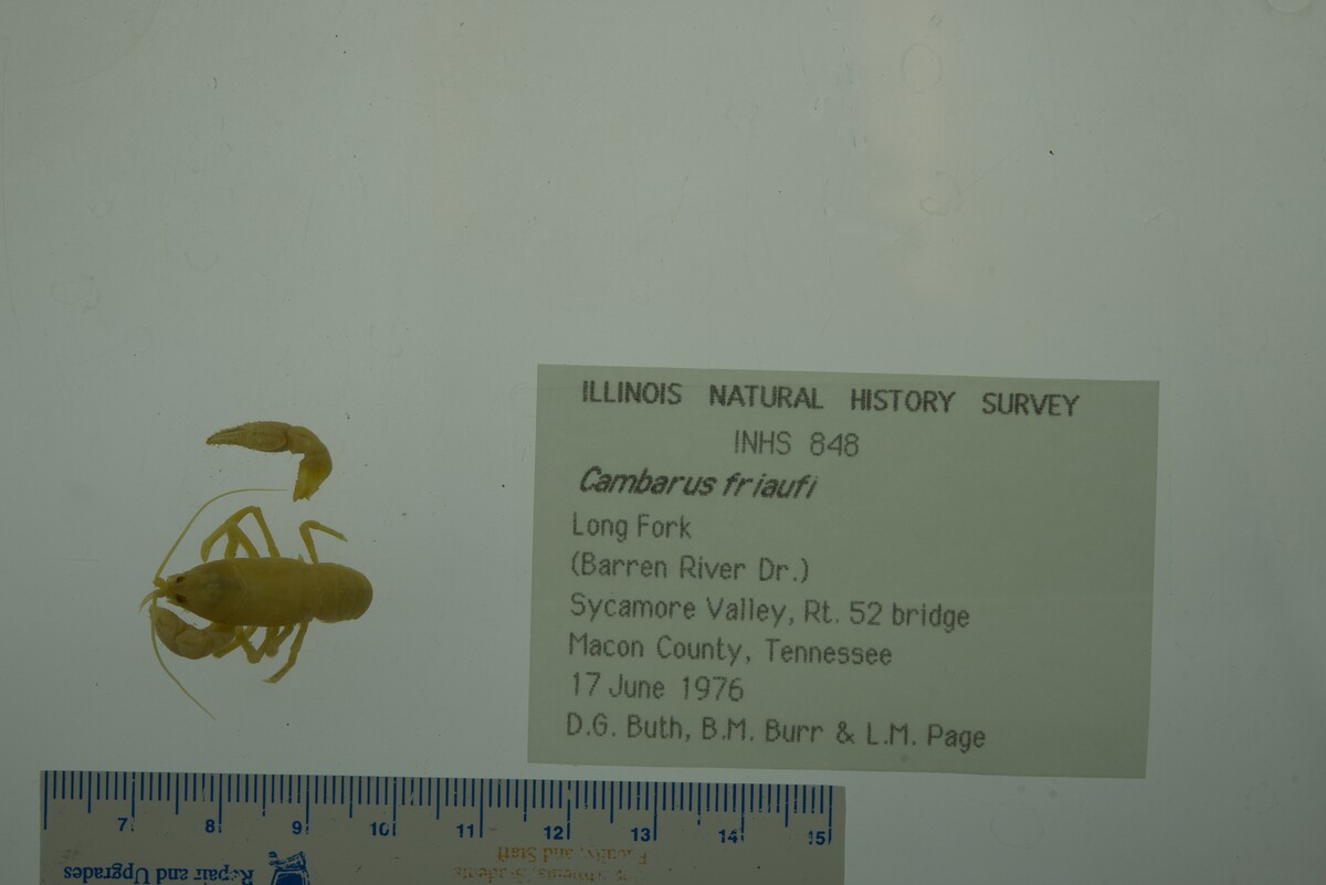 Cambarus friaufi image